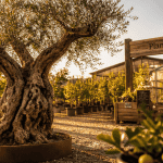 pepiniere plan de campagne olivier centenaire provence
