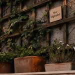 Idee pour cacher un mur exterieur : plantes grimpantes sur treillis