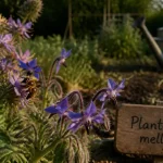 Plantes mellifere : abeille sur phacélie et bourrache, pollen visible